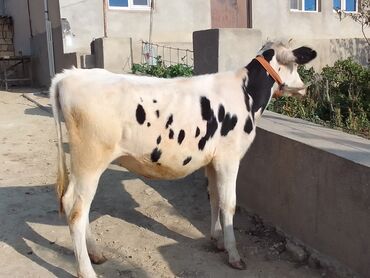 qarabağ atı qiyməti: Dana, buzov, Dişi, Holsteyn, ay: 7, 90 kq, Südlük, Damazlıq, Ödənişli çatdırılma