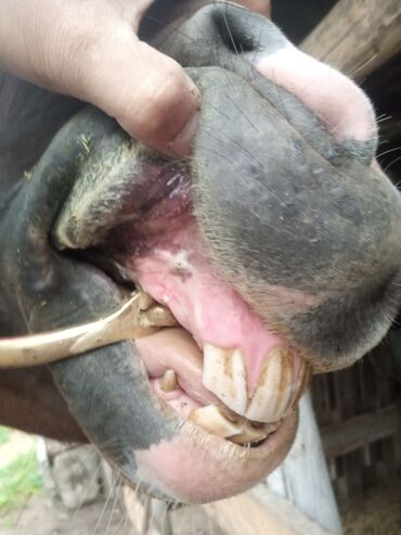 Лошади, кони: Продаю | Жеребец | Конный спорт, Для разведения, Рабочий | Племенные, Осеменитель, Мерин — 4