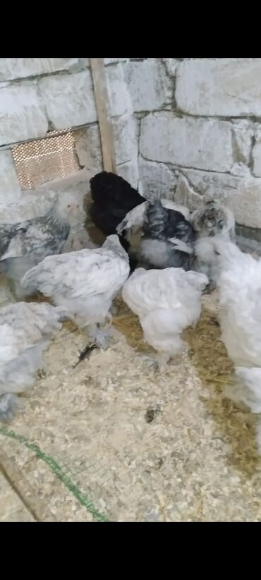 Cücələr: Toyuq cücələri, Damazlıq — 4