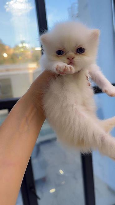 Кошки: Персидская, В добрые руки — 8