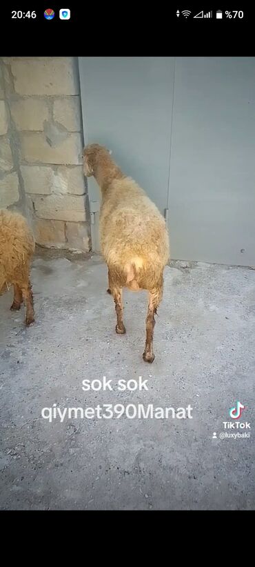 Коровы, быки: Unvan kurdaxani ana bala qoyunlar balasi erkeydi isdeyen eleae