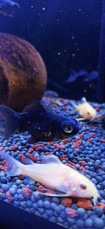 glofish balığı: Qızıl balıq, Sülhsevər — 6