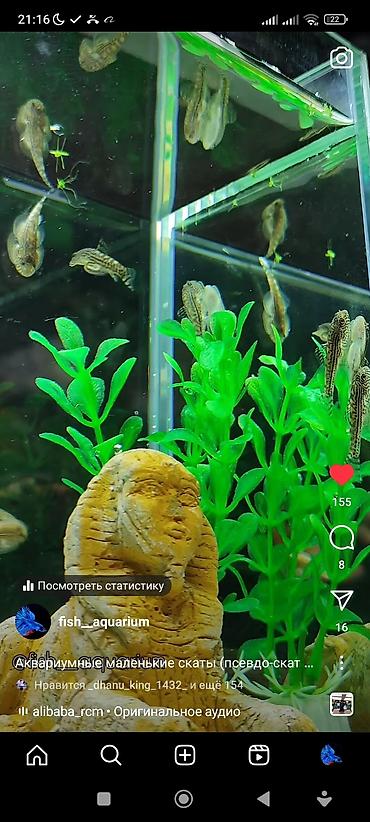 Аквариумы: Рыбки более 40 видов. Аквариумные рыбки. Рыба бишкек. Балык. Алтын — 4