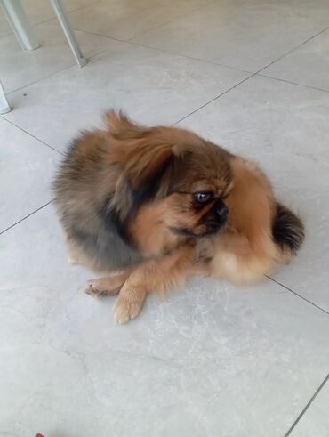 pekines itlər: Pekines, 6 ay, Dişi