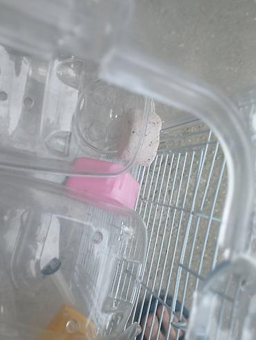 большая клетка для кролика: Balaca gəmiricilər üçün şüşəli/plastik vitrinli qəfəs-komplekt - — 4