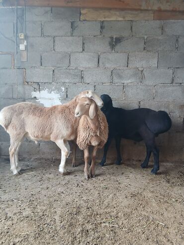 объявления о найденных животных: Продаю | Баран (самец) | Для разведения | Матка