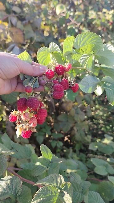 Малина: Малина Оптом — 1