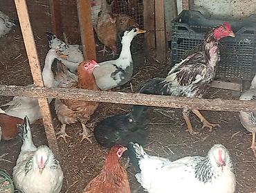 Digər quşlar: Salam özümun inqubatordan cixardiglarimda var aldığında içində — 10