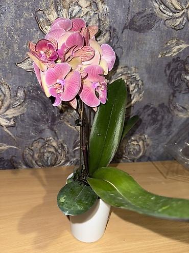 Орхидеи: Орхидея оптом и в розницу принимаем корпоративные заказы !!! Г at lalafo.kg — 28 Орхидеи: Орхидея оптом и в розницу принимаем корпоративные заказы !!! Г — 28
