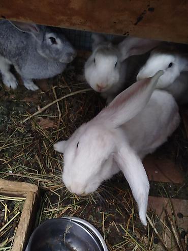 белый кролик: Продаю | Кролик самец | Белый великан | Для разведения — 3