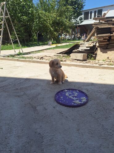 сколько стоит восточно европейская овчарка: Мальтийская болонка, 2 месяца, Самец, С прививкой
