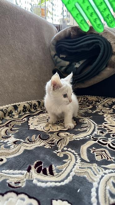 британские котята характер: 1 месяц, Девочка, Белый, Приучена к лотку — 4