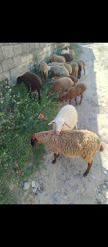 qax heyvan bazarı: 21 dene quzu satılır erkeydi, dişili, qarışıqdır qiyməti 185 manat — 2