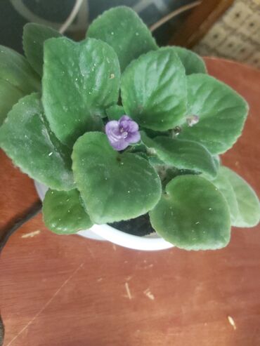 Otaq bitkiləri: 40 ədəd bənövşə şəkildə olduğu kimi satılır — 5