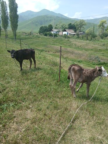 продам охотничью собаку: 3 4 айлык музоолор ургаачы