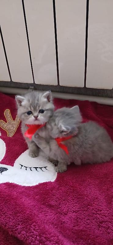 Pişiklər: Şinşilla, Dişi — 21