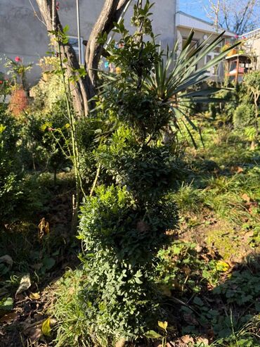 Şitillər: Şimşir tingləri satıram. Onlar dekorativ haşiyələr, hedcinqlər və — 13