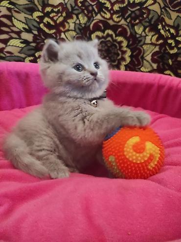 Pişiklər: Britan, Ödənişli çatdırılma — 2