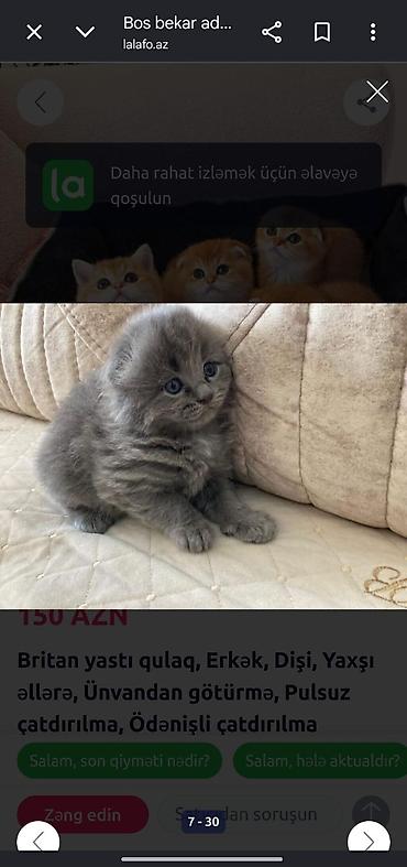Heyvanlar: Ev pişiyi balaları – müxtəlif rəng və görünüşlər - Növ: ev pişiyi — 6
