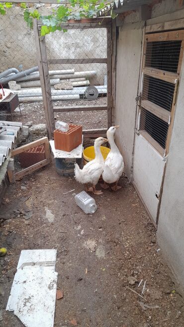 Riyaziyyat: Dişi, Ətlik, Ünvandan götürmə, Ödənişli çatdırılma, Rayonlara çatdırılma