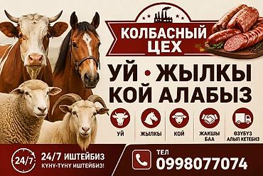 куриный бизнес: Колбасный цех : Лошади, кони, | Круглосуточно — 1