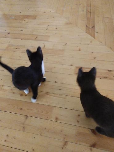 Pişiklər: Yaxşı əllərə — 13