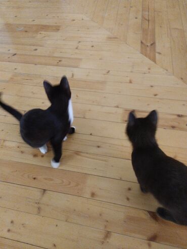 Pişiklər: Yaxşı əllərə — 6