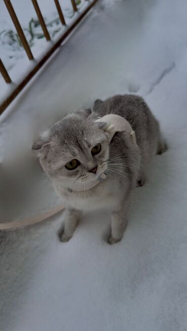 Pişiklər: Şotland yastı qulaq, Dişi, Yaxşı əllərə, Ödənişli çatdırılma — 28