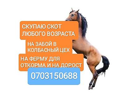 С/х животные и товары: Колбасный цех : Коровы, быки, | На забой, на мясо — 3