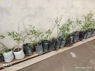 limon ağaçı: Ağaclar satışı Limon Apersin Mandalin Kinkan Palma fexu isdeyen yazsın — 4