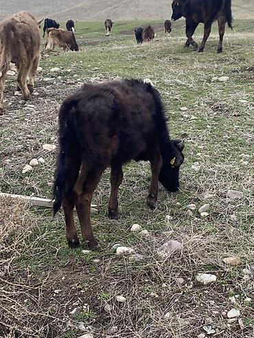 Коровы, быки: Продаю | Бык (самец) | Полукровка | Для разведения — 6