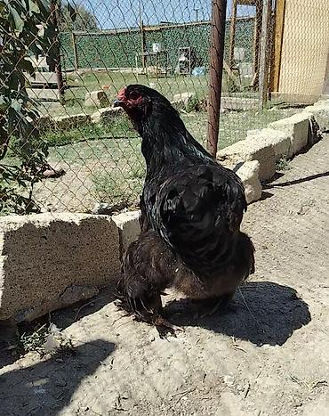 cucə toyuq: Toyuq, Brama, Damazlıq — 2