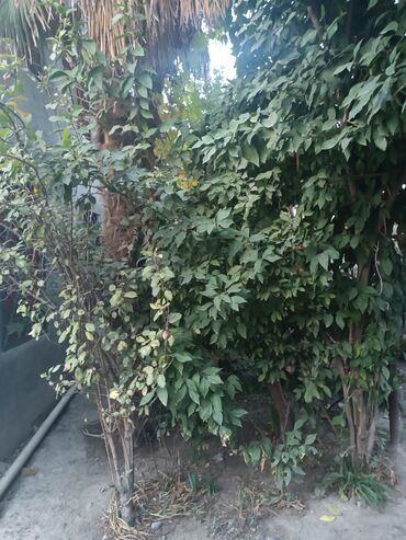 Divan və kreslo dəstləri: Yeni, Divan, 2 kreslo -da lalafo.az — 43 Divan və kreslo dəstləri: Yeni, Divan, 2 kreslo — 43