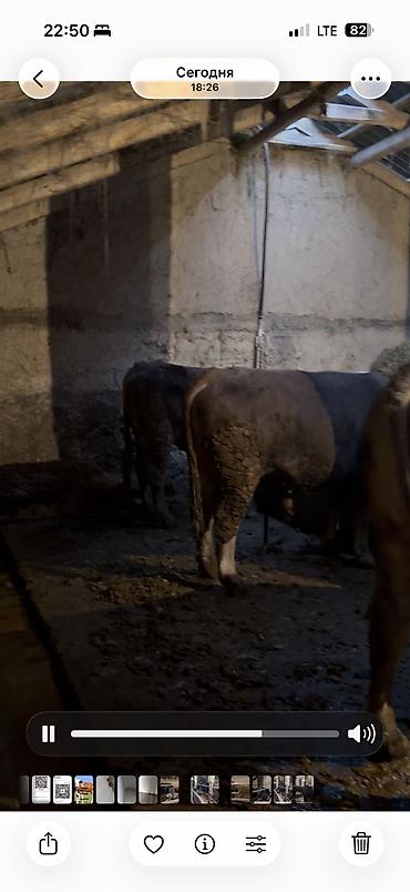 Коровы, быки: Продаю | Бык (самец) | Для разведения — 6