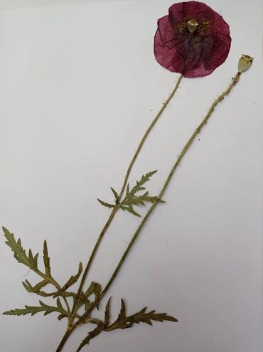 Ostali predmeti za umetnost i kolekcionarstvo: Herbarijumi za fakultete, srednje i osnovne škole -NOVO Ispresovane — 9