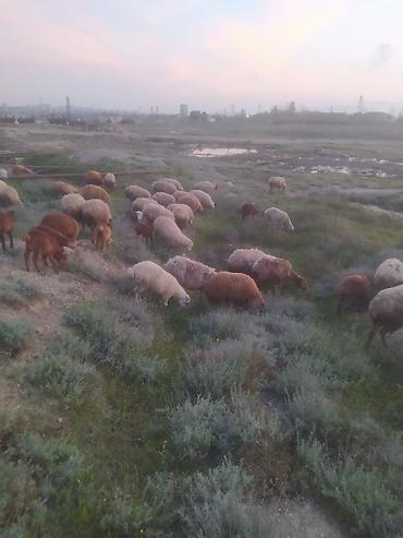 Qoyunlar, qoçlar: Qoyunlar — 6