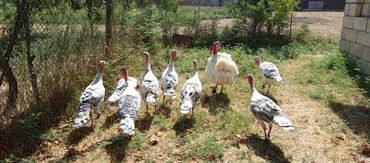 itlerin pulsuz verilmesi: Salam.Əsl Təmiz Qan Arginal Kanada Sortu (ətlik Yumurtalıq)cins