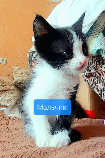 букалар сатылат: Породасыз, 1 айлык, Эркек, Биколор, Лотокко барууга үйрөтүлгөн