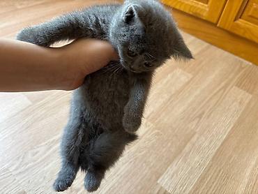 Кошки: Boz tüklü balaca pişik balası • Cins: qısa tüklü, bərk və ipək kimi — 2