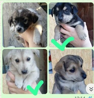 собака бульдог: Щенки метисы, помёт из 4 малышей. Возраст — примерно 1–2 месяца (на