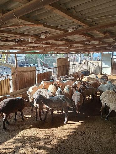 heyvanlara verilən xüsusi adlar: 24 erkək 7 dişi kom 31 baş toğlu satılır — 3
