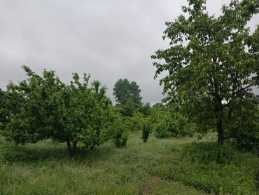 razinde satilan torpaqlar: Mülkiyyətçi, Kupça (Çıxarış)