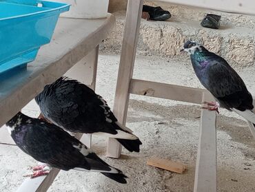 dovşan şəkilləri çəkmək: Məhsul: Ev göyərçinləri (bir neçə baş) Xüsusiyyətlər: - Rəng