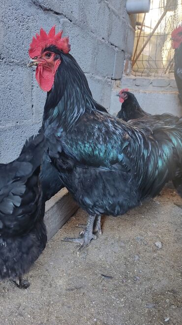 цыплята в бишкеке: Джерский гигант цыплята. Есть в наличии !!!! Мясо яичная порода Научу
