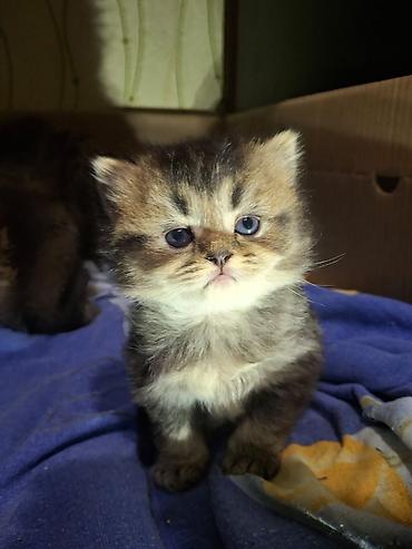 Pişiklər: Britan — 13