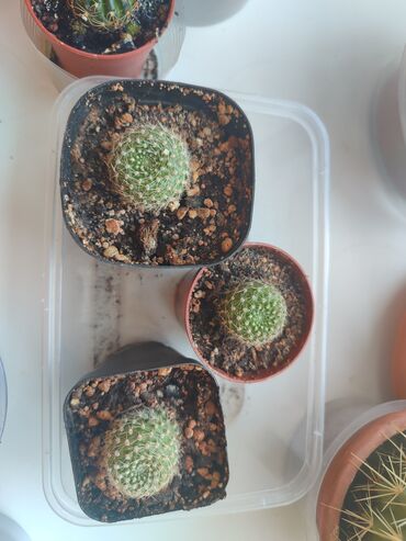 Другие комнатные растения: Бишкек мкрн Кок Жар и рабочий городок! Пеларгония карликовая - — 12