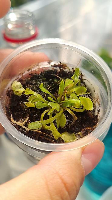 хищные растения: ДЕТКИ Венериной мухоловки (Dionaea muscipula) — хищное комнатное — 2