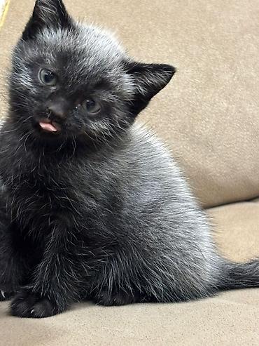 Pişiklər: Britan — 8