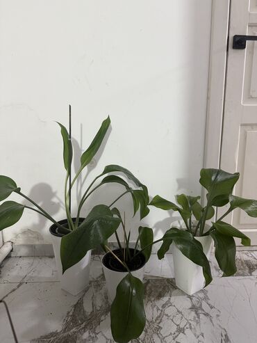 Женское счастье (Спатифиллюм): Комнатные цветы Диффенбахия 500 с Монстера 2000 Фиалки 250 с — 13