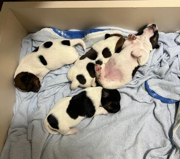 İtlər: Cek rassel teryer, Dişi, Ünvandan götürmə — 4